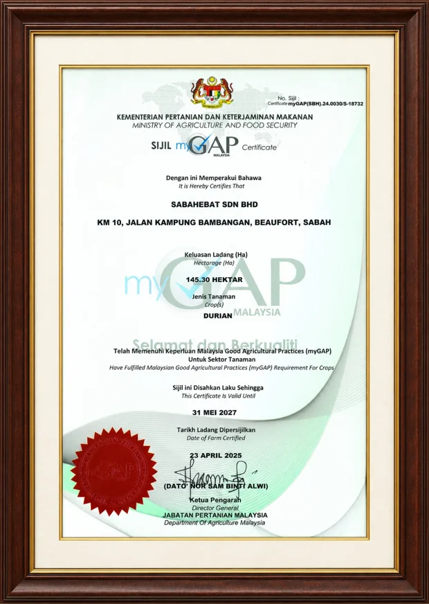 Sabahebat Sdn Bhd's framed myGAP certificate for durian, from Malaysia's Ministry of Agriculture and Food Security, valid until 31 May 2027